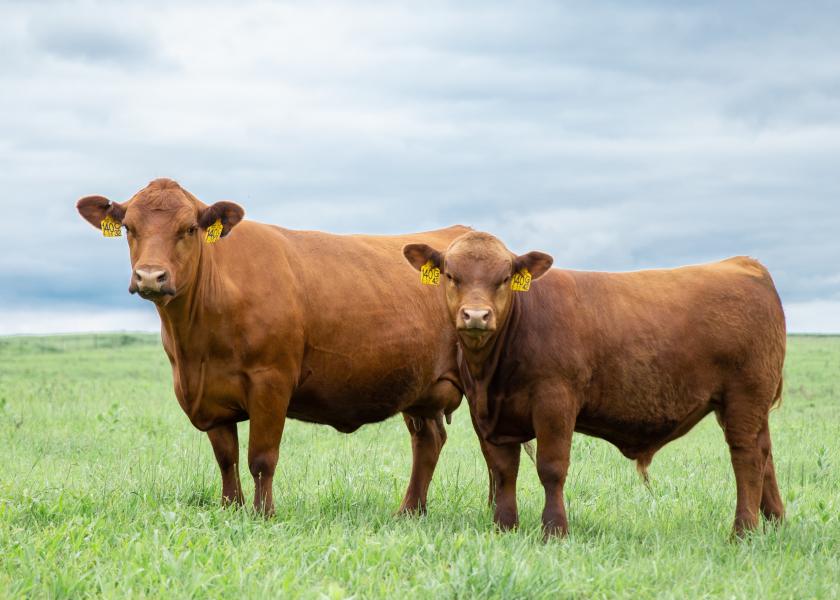 Gelbvieh cow-calf pair.