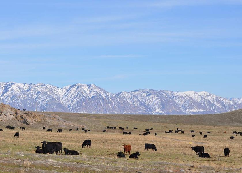 Ferry: Beef Producers Must Share Their Environmental Stories