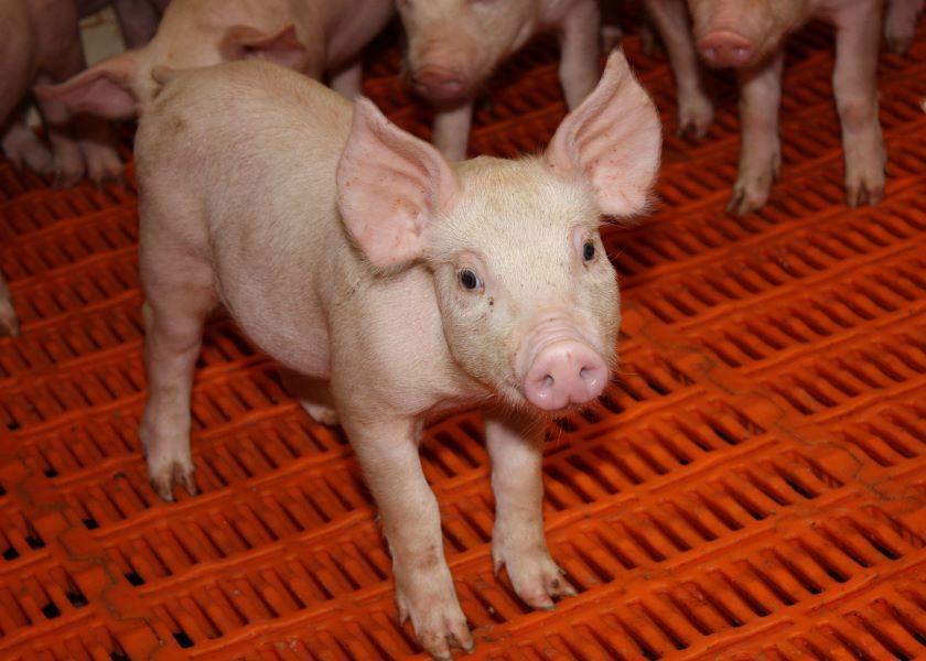 Proactively enhancing wean-to-harvest biosecurity will help control the next emerging disease in the U.S. pork industry, part of SHIC’s mission.