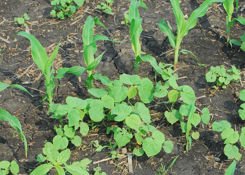 New Corn Herbicide Works at Applications from Preplant Up to 24