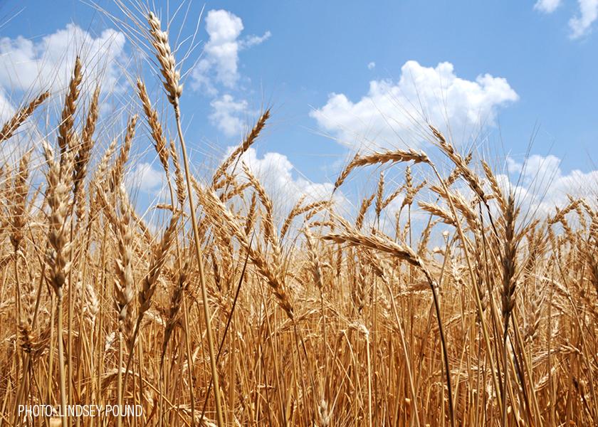 Weather in Global Wheat Regions Leans Bullish | AgWeb