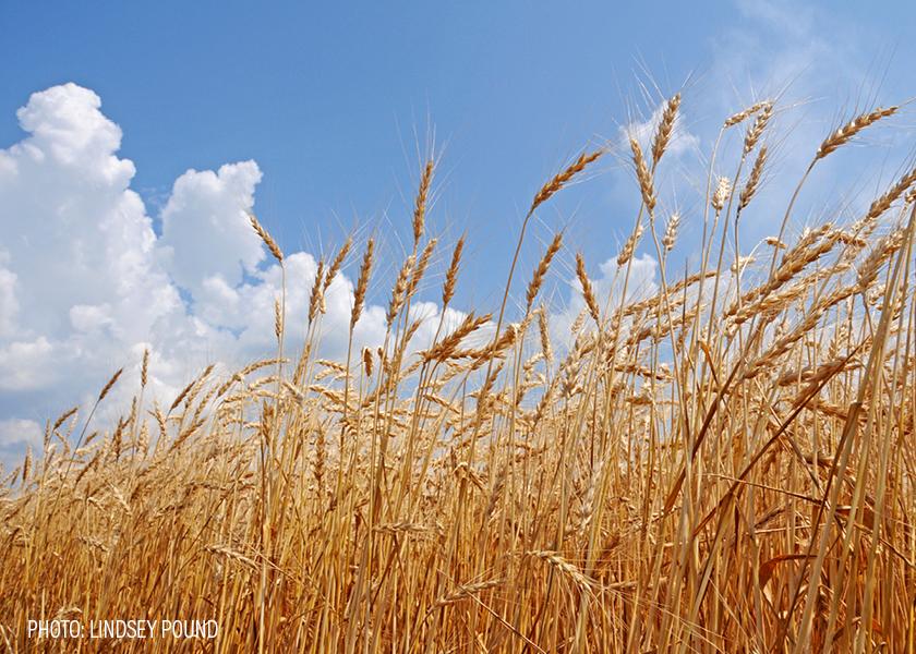 farm crops wheat