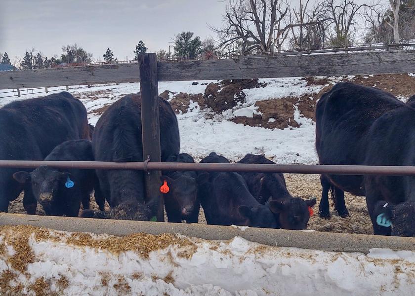 Managing cows in a drylot can be a way to maintain the herd when forage production is reduced. However, it's important to make sure cows are getting the vitamins and minerals they need.