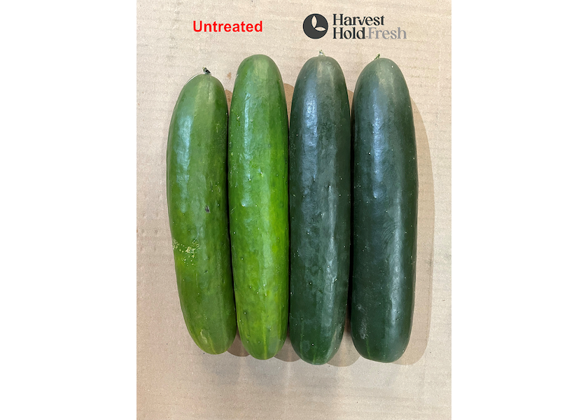 Cucumbers treated by HarvestHold Fresh 