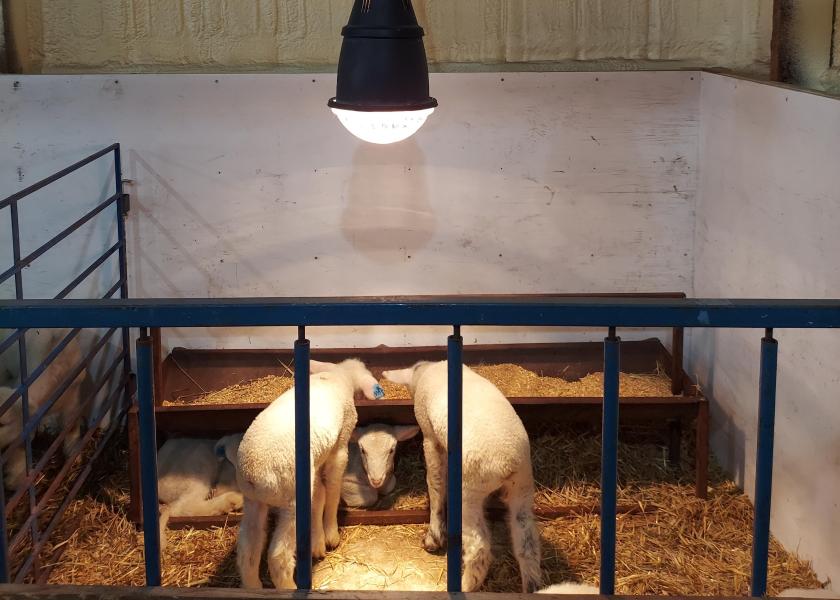 Heat lamps help newborn livestock stay warm during harsh weather.
