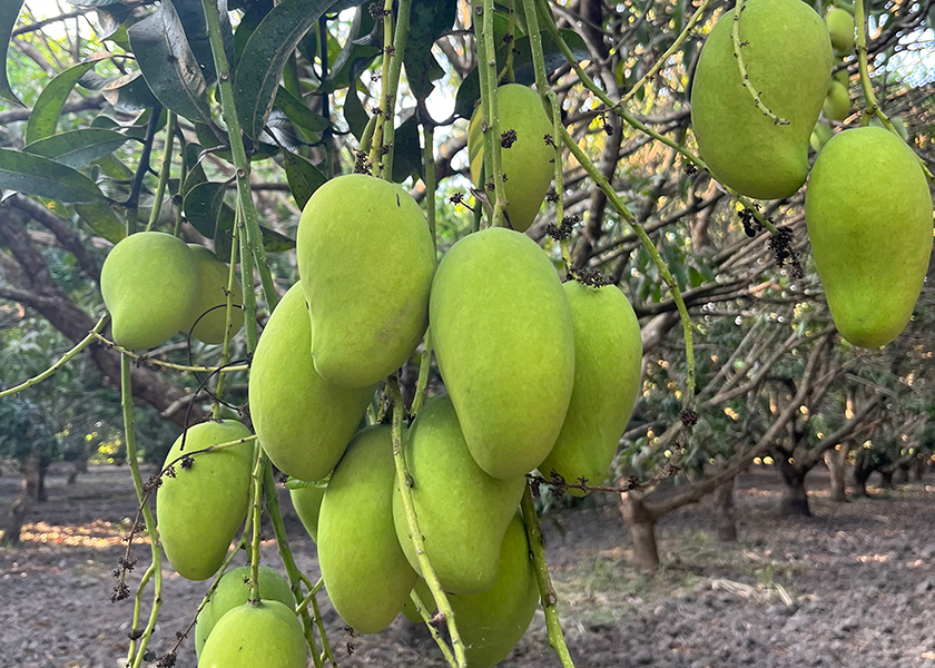 Rio Rico, Ariz.-based Ciruli Bros. LLC started shipping mangoes out of Chiapas in Mexico the week of Feb. 20, says Chris Ciruli, partner. “I always start late,” he says. “I want the mangoes to get ripe on the tree, and I want them to look good and taste good.”