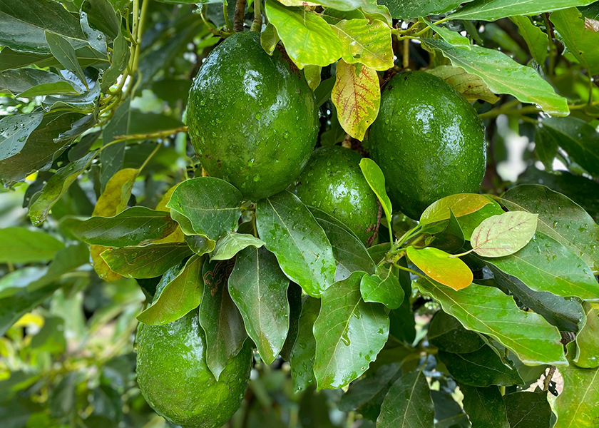 Florida avocados are among the items available from Homestead, Fla.-based New Limeco, says Eddie Caram, general manager.