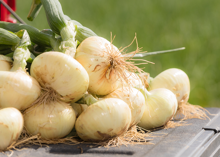 The Vidalia onion harvest is expected from April through about mid-May, said Vidalia Onion Committee Chairman Cliff Riner, and onions should be marketed through the late summer.