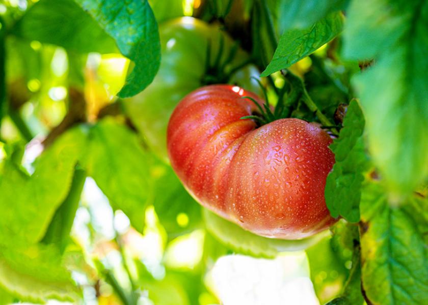 Summer Swell is a new slicing tomato variety grown using on-demand breeding, a non-GMO process that uses epigenetics to develop plant traits 10 times faster than current methods, says Sound Agriculture.