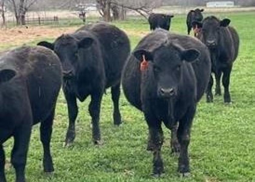As growing conditions improve on wheat pastures that have been grazed short all winter long, the threat of bloat rises. Here's how to combat the onset of bloat in grazing calves.
