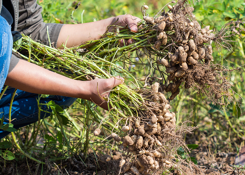 The humble legume deserves a spotlight as a sustainability powerhouse; the peanut is a carbon-sequestering, soil health champion that’s also resource-efficient.