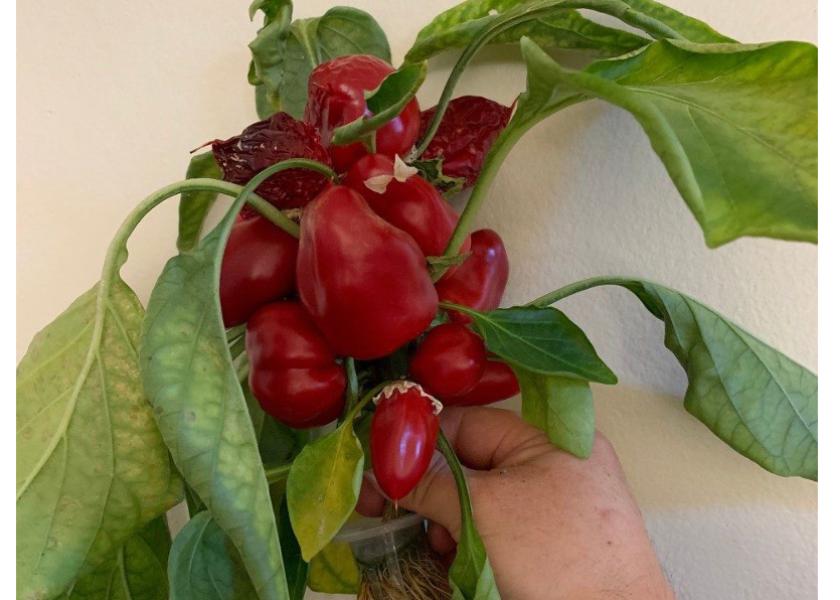 Virginia Tech scientists are further developing snackable pepper varieties to grow vertically and flourish in controlled environment agriculture systems.