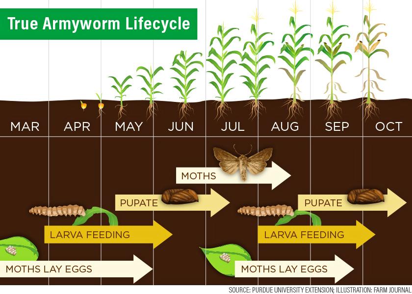 This is the lifecycle for true armyworm. The timing is specific to Indiana, but it can be used to estimate approximately when you might see the pest in your fields.