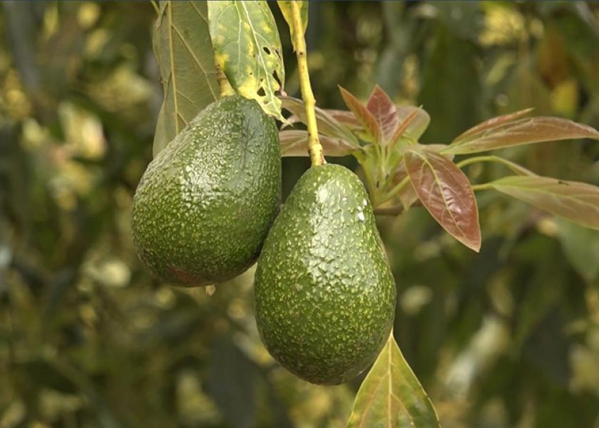 “Without a healthy planet, there cannot be a thriving avocado industry,” said Ana Ambrosi, Avocados From Mexico director of corporate communications.