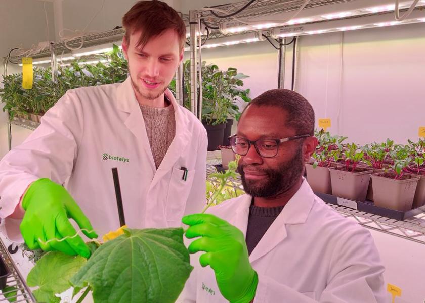 Syngenta Crop Protection and Biotalys are collaborating to research, develop and commercialize new biocontrol solutions to manage key pests in a broad variety of crops.