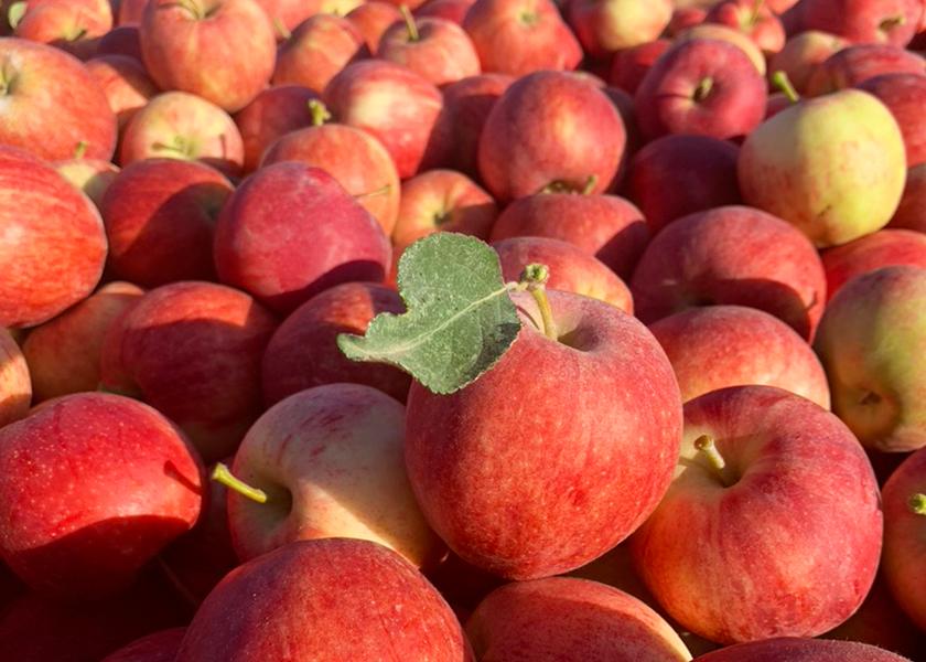 Though the overall 2022 apple crop coming out of storage is shorter across the state compared to previous years, CMI Orchards’ branded variety volume is almost on par with last season due to production increases, plantings and packouts, said Senior Marketing Manager Danelle Huber, who added that the outlook for 2023’s harvest is bright.