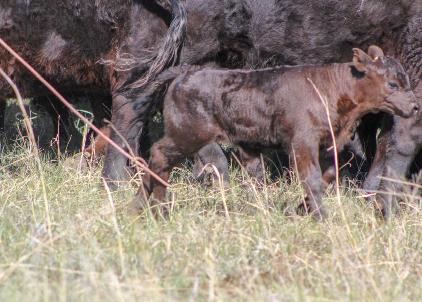 Calving is underway across the country, which means calf processing and branding (if applicable in your area) is just around the corner. Here's some things to remember heading into the season.