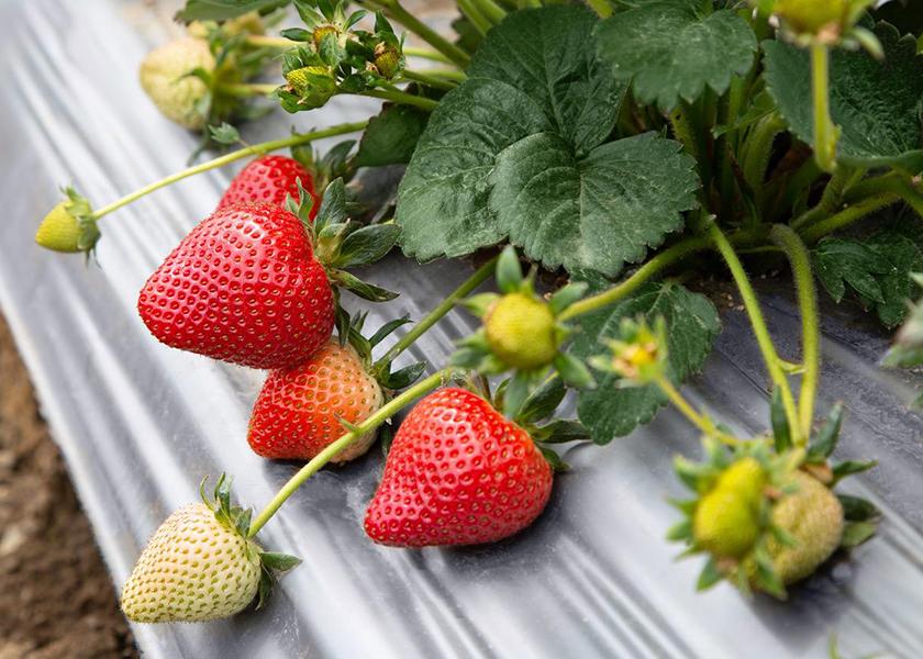 Although California’s strawberry supplies were tight for the Easter holiday, volume should be significantly improved by Mother’s Day, May 14, says Jim Grabowski, director of marketing for Watsonville-based Well-Pict Inc. “We’re looking for a prolific supply probably from mid-April through May,” he says. 