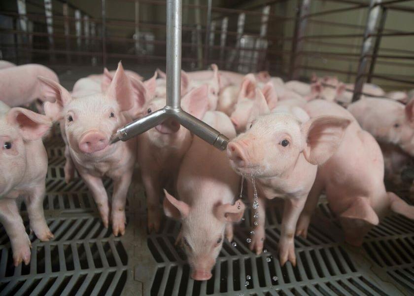 Reviewing swine disease monitoring reports, such as SHIC’s monthly domestic and global versions, is important to maintain an acute awareness of emerging swine diseases throughout the world. 