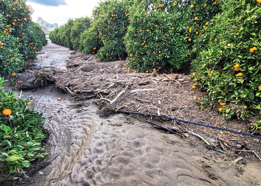 Citrus growers in Tulare County, Calif., are digging their way out of the muck to restore flood-damaged orchards and salvage the remaining citrus harvest. 