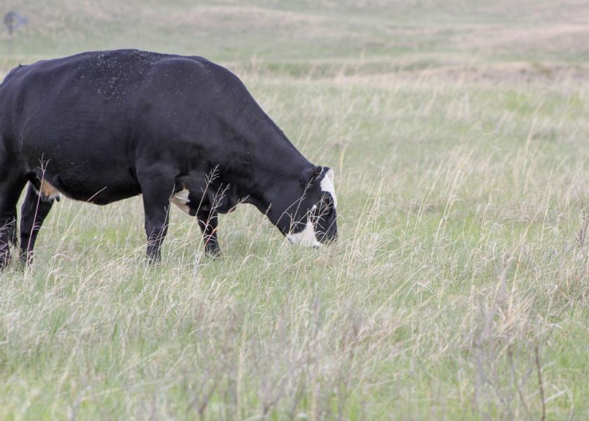As spring nears and grass begins to turn green, producers are anxious to get cows out to grass. However, cool season predominate areas tend to have lush spring growth which can lead to grass tetany in cows. 