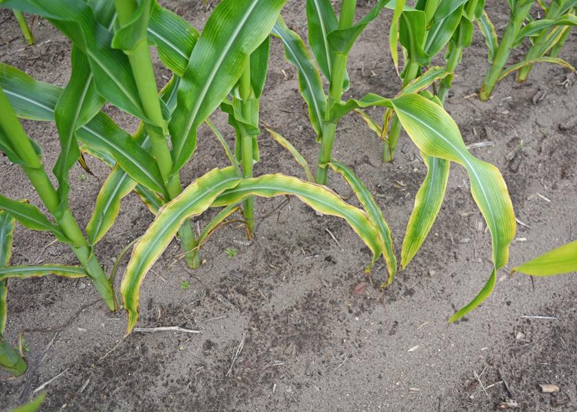 Yellowing leaves are a sign of potassium deficiency in corn, says Daniel Kaiser with University of Minnesota Extension. Dry conditions can cause more severe K shortages and symptoms. 