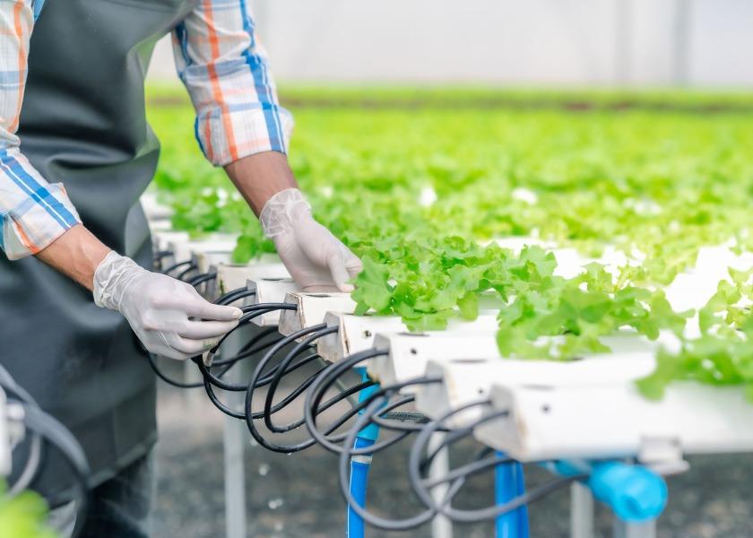 One North American CEA grower is measuring its success in 2023 by its ESG and sustainability milestones, along with growth revenue. 