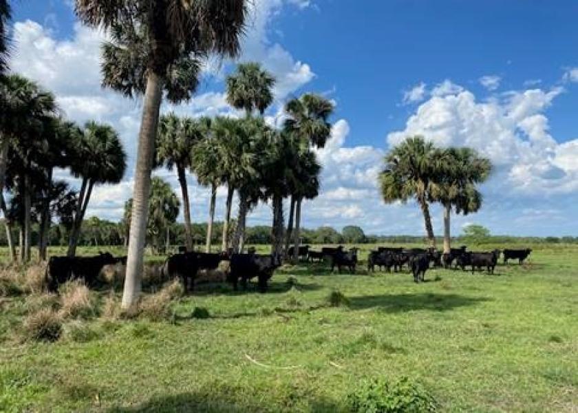 Florida cattle