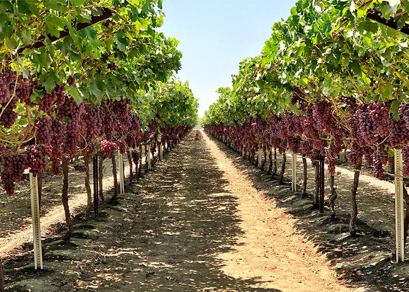 Scarlet Royal table grapes, like these in the Reedley, Calif., area, as well as other varieties throughout the state, should be available starting in May or June, according to the Fresno-based California Table Grape Commission. Volume should be at least comparable to last year’s crop of about 95 million boxes. Photo: Courtesy of California Table Grape Commission
