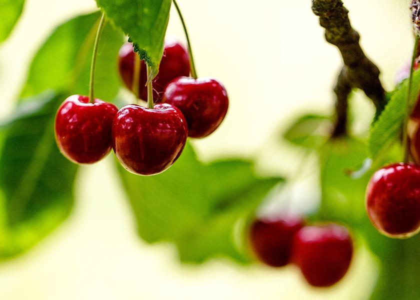Northwest cherry crop expected to be strong.