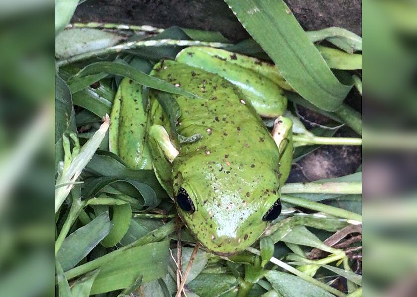 A Mexican tree frog (Smilisca baudinii) is one of the types of animals found on the Tuxcacuesco land. It is a nocturnal species of tree frog that is normally found within lightly forested areas near permanent sources of water.