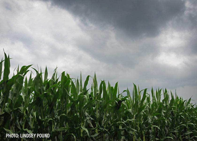 U.S. farmers plan to go 'heavy on corn' in 2023