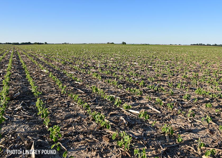 A young soybean crop gets a strong start in a Missouri field.
