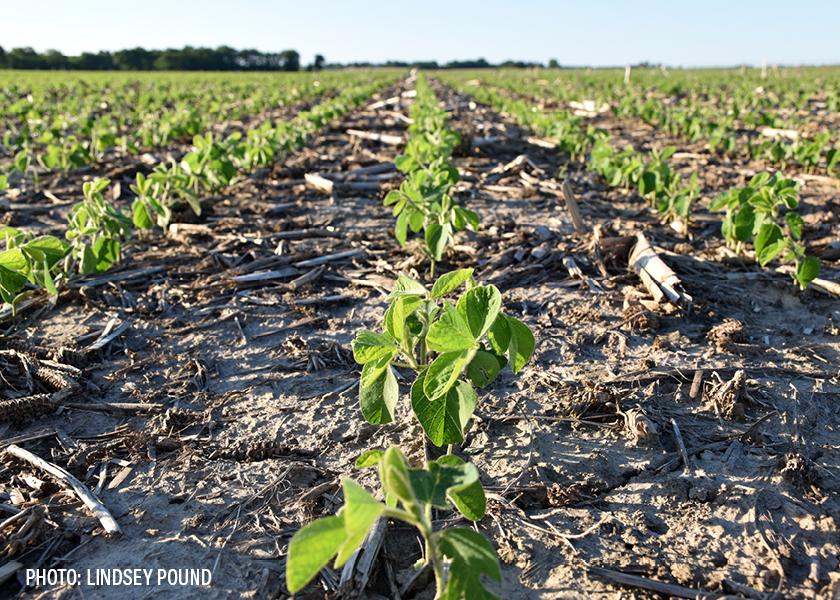 In the Farm Journal Test Plots, Ferrie explored the performance of bush beans compared to narrow-row soybeans. The bush beans were planted in six maturity groups from a 2.9 up to a 4.0 in both 15” rows and 30” rows.