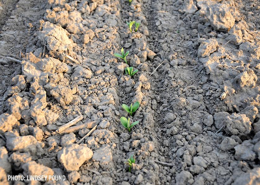 Soybeans can get a stronger start, says Brian Ray, with some help from AMS.
