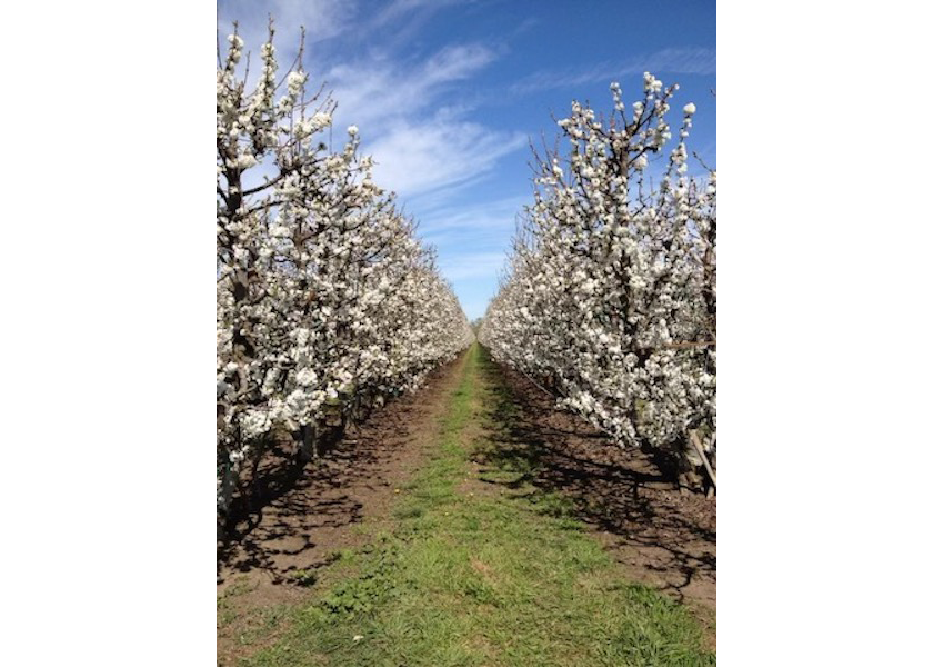 California cherry harvest will start by late April but will accelerate to strong volume by late May.