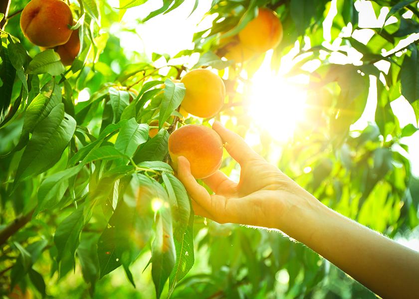 Despite record rain, snow and some unusually cold weather this winter, California is expected to have plenty of good-quality tree fruit, melons and other commodities this summer.