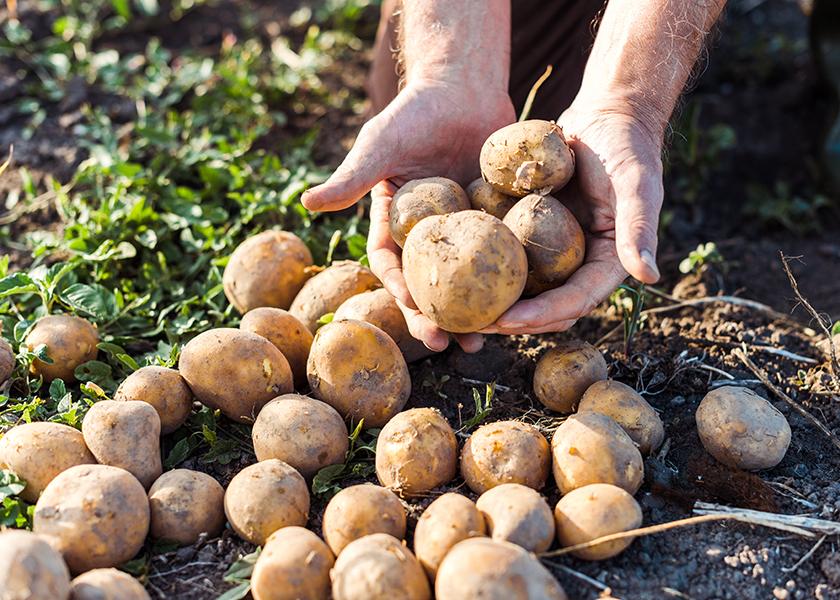 Los Angeles-based Progressive Produce's potato season is ramping up following weather-related delays for organic and conventional potatoes.