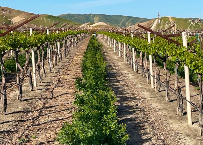 The grape season for Bari Produce, Fresno, Calif., looks to be one to two weeks behind last year, said company President Justin Bedwell.