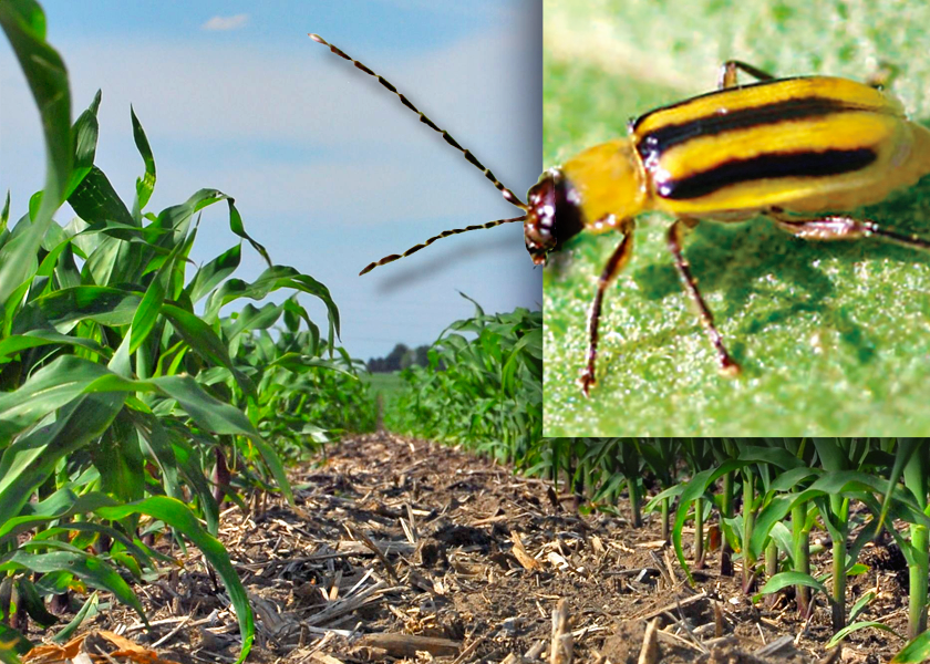 Several factors converge, making insects in corn a high concern this season.