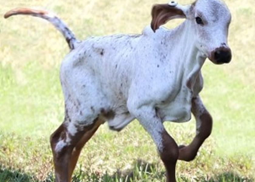 One-week-old calf born with resistance to the bovine viral diarrhea virus