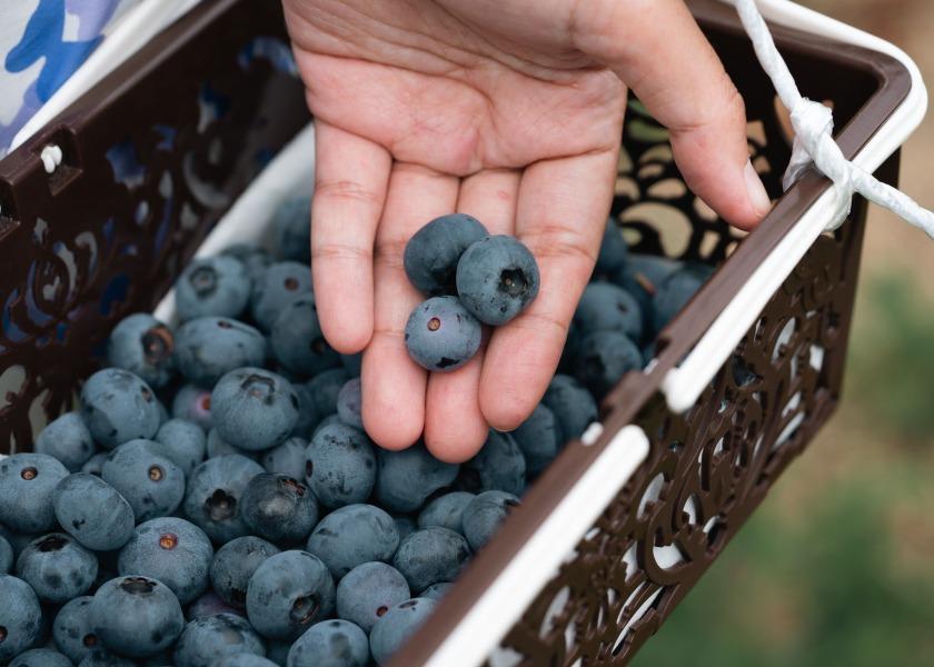 Peru's blueberry output was down in 2023-24, the USDA reports.