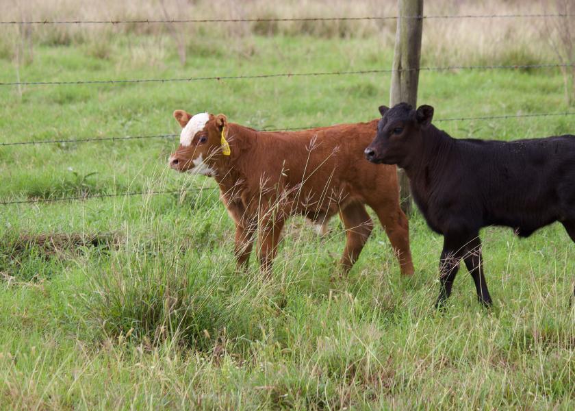 New calves at the Texas A&M AgriLife Research station at Beeville will be the first studied to determine the effects of subtropical climates on their ability to thrive. 