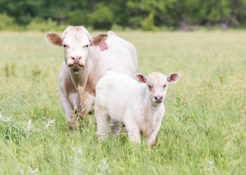 Genetics play a factor in determining birth weight and calf growth.