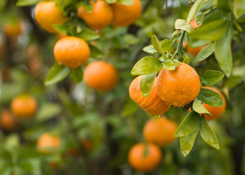 The Citrus Committee of ASOEX has predicted 345,000 tons of citrus exports for the 2023 season, with U.S. markets remaining the top destination for shipments.  