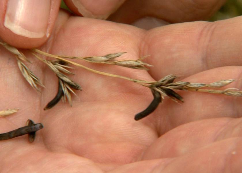 Ergot bodies look like mouse droppings. The toxic fungus infects grasses and cereal crops and can cause illness and death in livestock. 