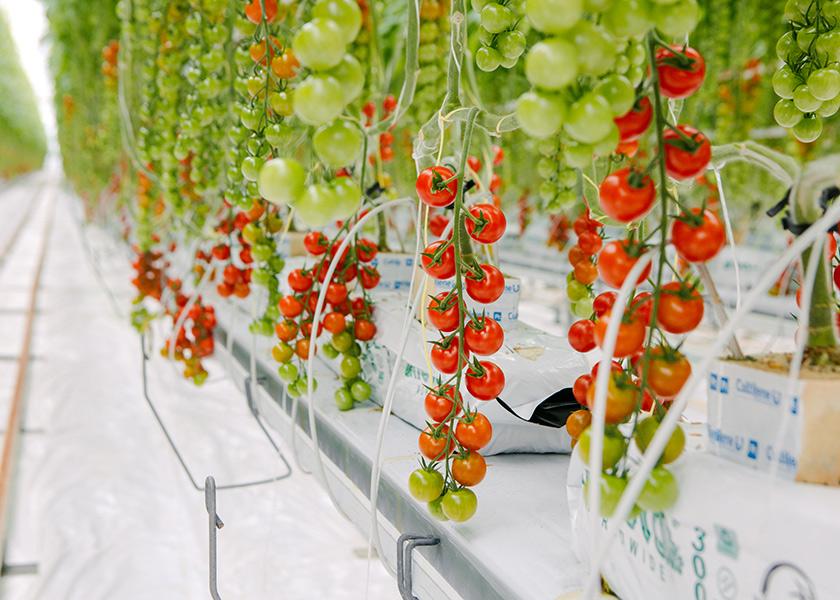 North America’s commercial greenhouse market is growing at a compound annual rate of more than 12%, with the U.S. leading the way in industry expansion.