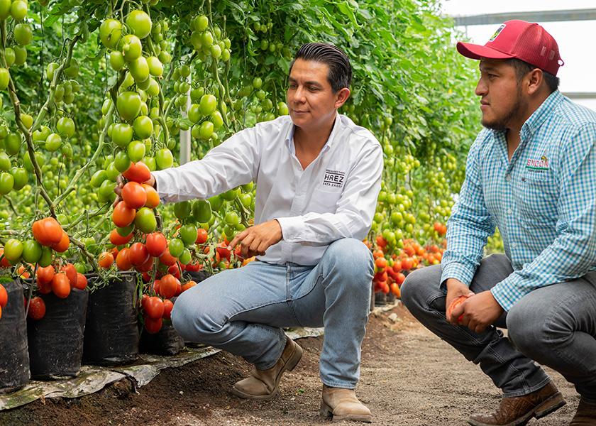 The High Resistance by Enza Zaden varieties are completing their first season of commercial production in The Netherlands, Mexico, Canada and other key production regions, the company says.