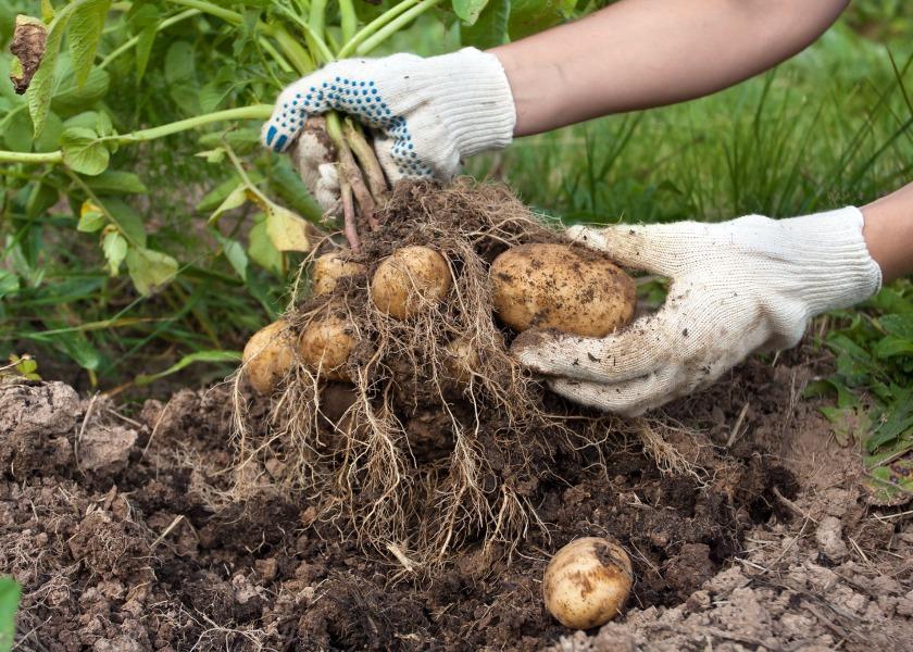 Michigan State University scientists have been awarded $750,000 by the USDA to develop new ways to manage potato early die disease, which can reduce potato yields by 50%. 