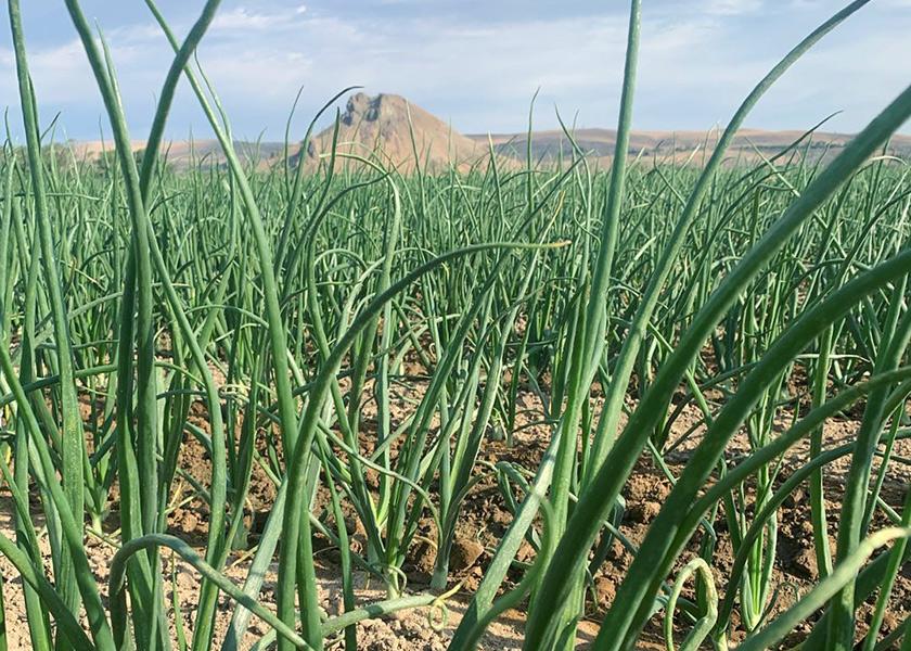 Josh Frederick, CEO at Snake River Produce, Nyssa, Ore., says costs to produce the company’s Spanish sweet onions continue to skyrocket. “There isn’t anything has become cheaper,” he says.